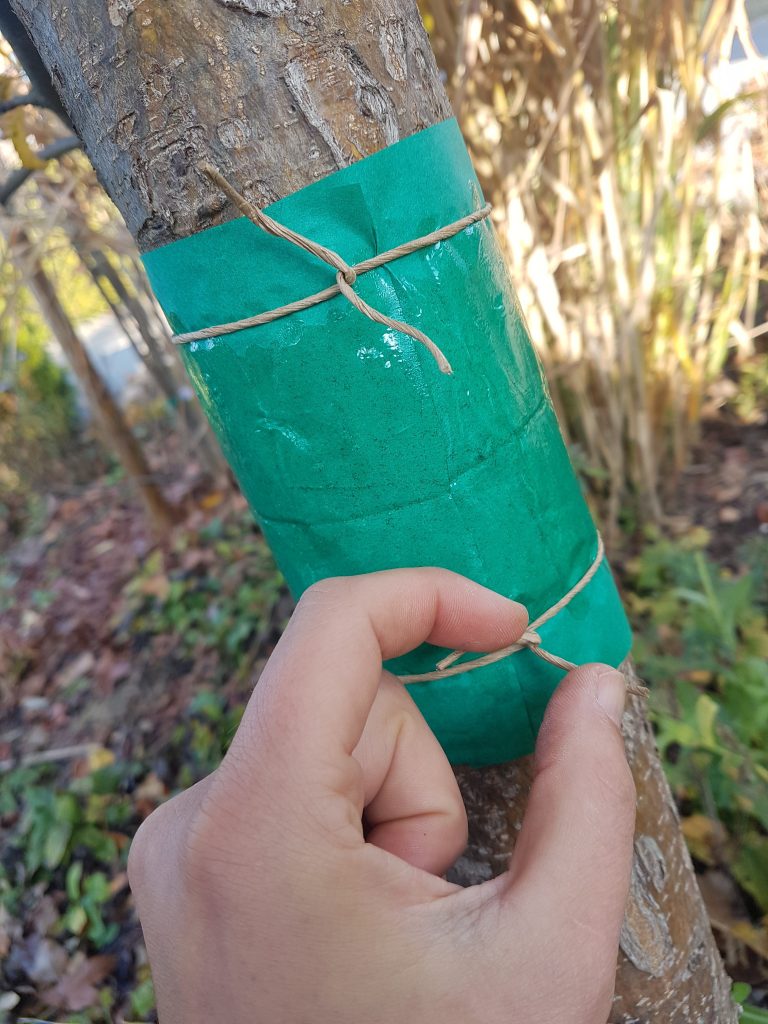 Rinde Weg Vom Baum